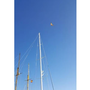 Stopgull Falcon bird scarer / preventer 
