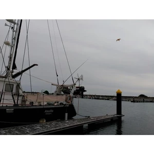 Stopgull Falcon bird scarer / preventer 