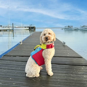 Spinlock Fido Floatation Vest for Dogs 